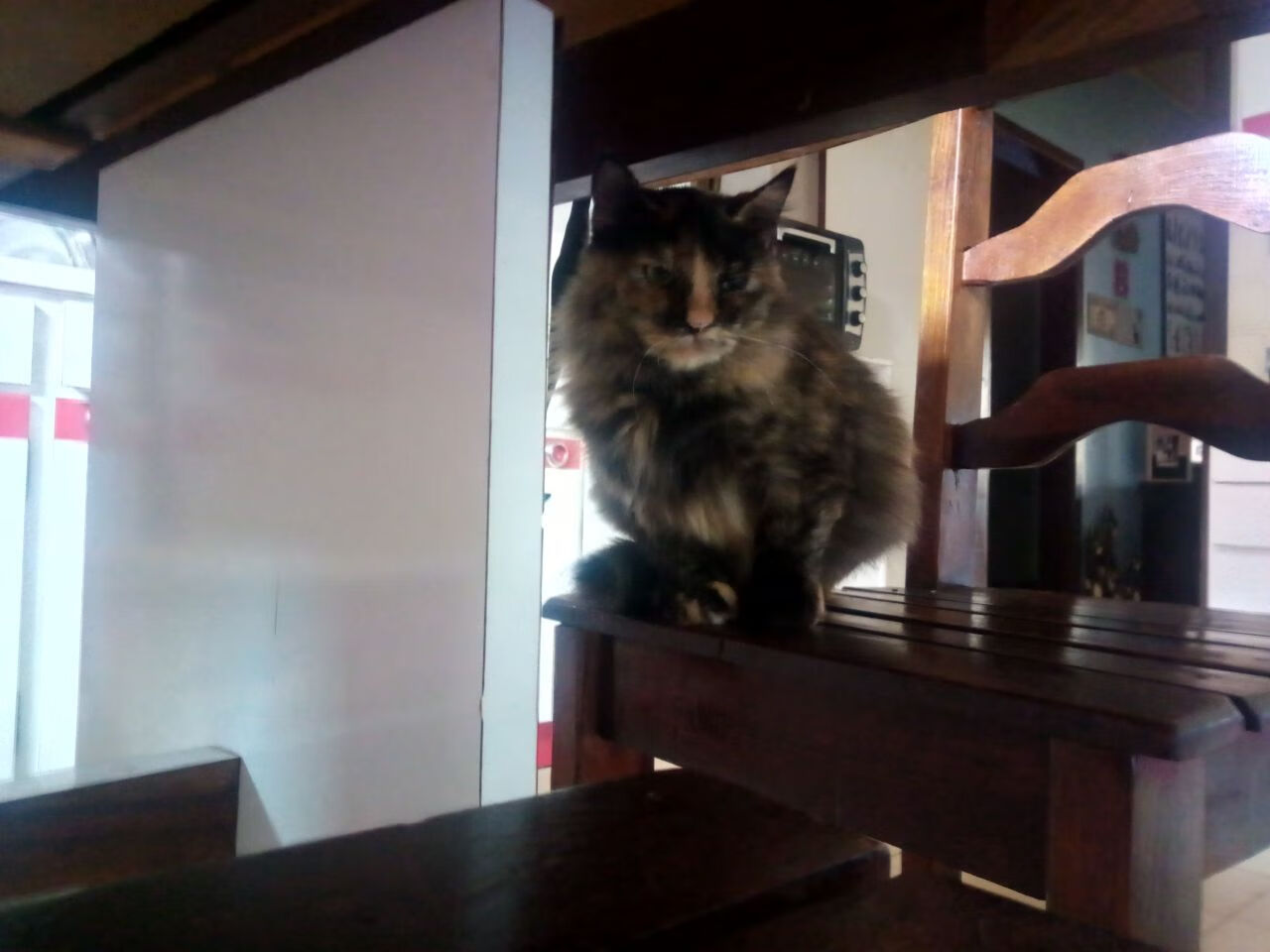 世俱杯奖金-速度与荣耀，F1卡塔尔焦点战与多特蒙德的足球晋阶