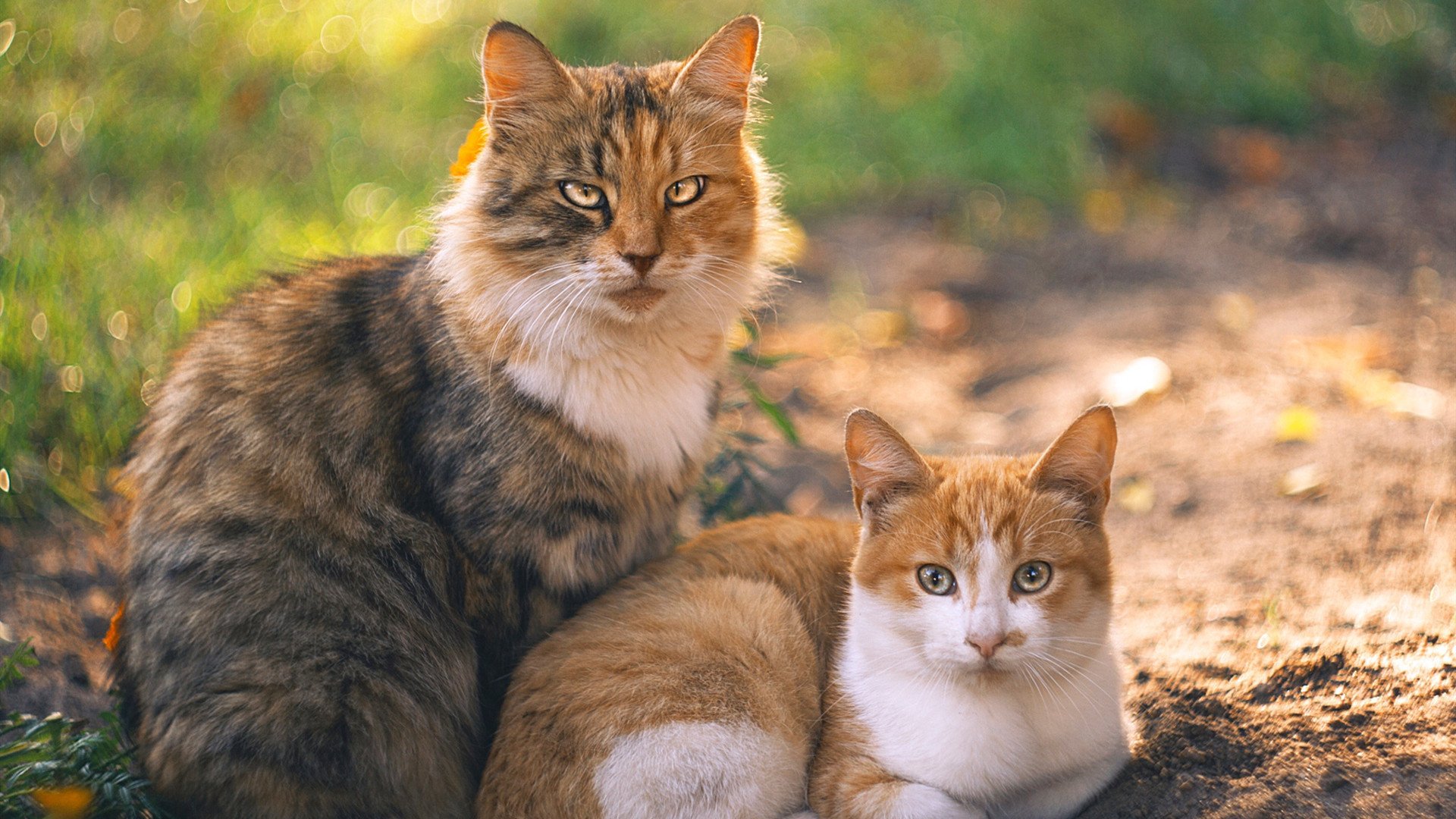 王者之风与致命舞蹈，当黄蜂的体系滋养出伦纳德的獠牙
