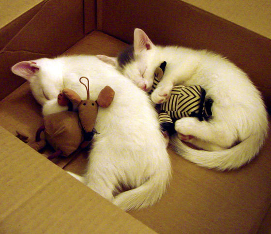 关键先生爱德华兹，公牛压哨击败尼克斯的幕后英雄