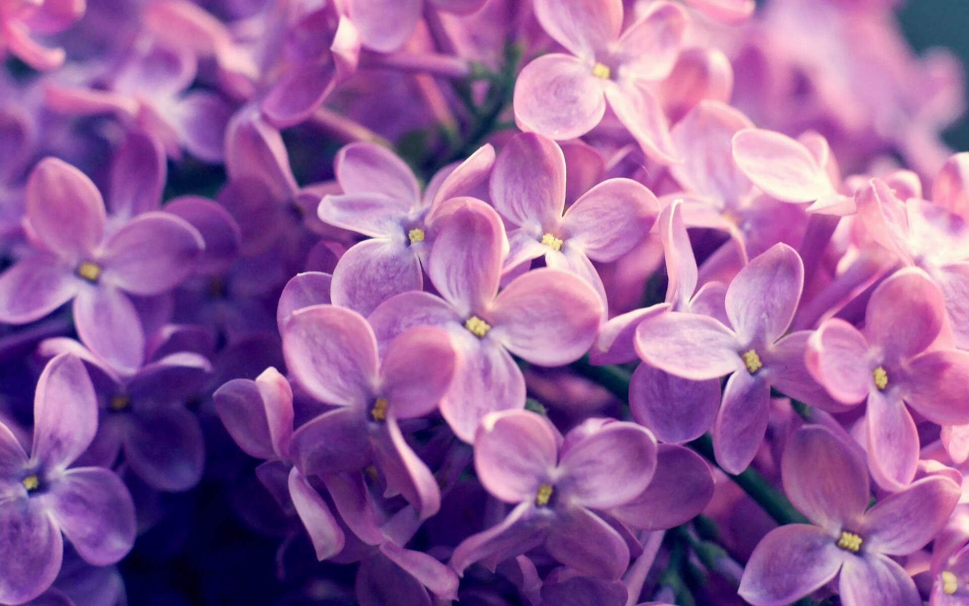 高原神话，当玻利维亚的黄太阳照落曼城蓝月