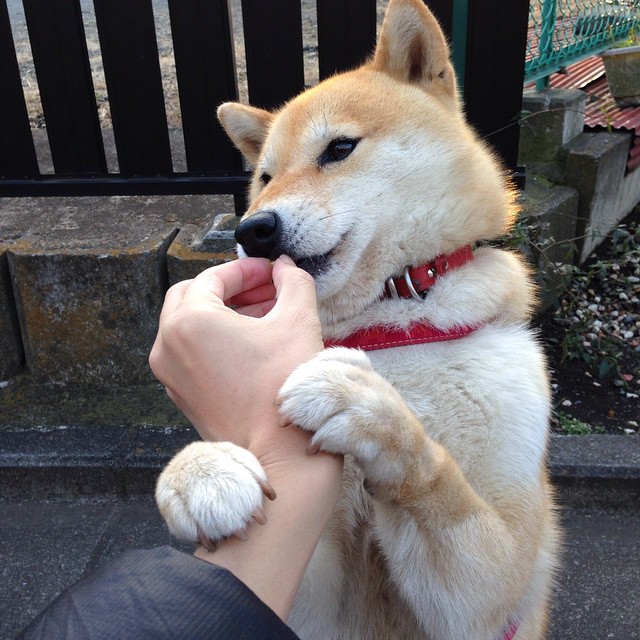 文班亚马冲破乌云，从质疑到主宰，末节爆发终结掘金连胜