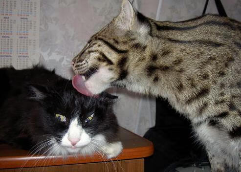 双线闪耀，森林狼撕裂太阳，字母哥于德甲之巅接管比赛