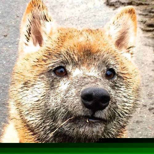 托尼关键先生闪耀,马里强势晋级牙买加