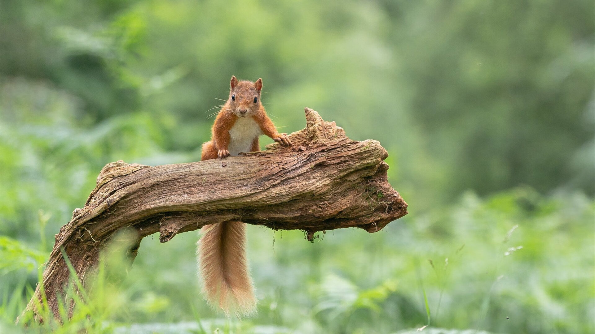 雨夜鏖战!奥斯梅恩一剑封喉,威尔士险胜安哥拉获晋级关键