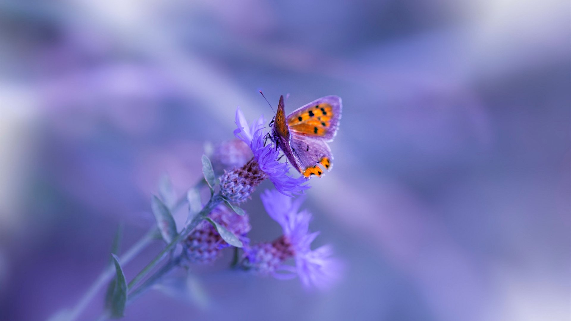 绿茵场上的锡安时刻，意甲焦点夜，一骑绝尘改写争冠格局