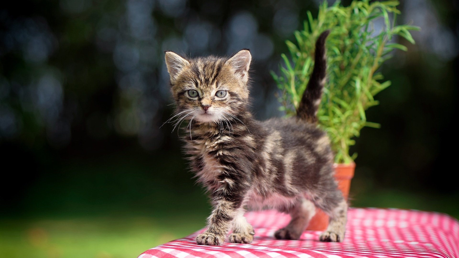 北欧风暴席卷波斯湾，挪威强势拿下伊朗，加维破茧成蝶