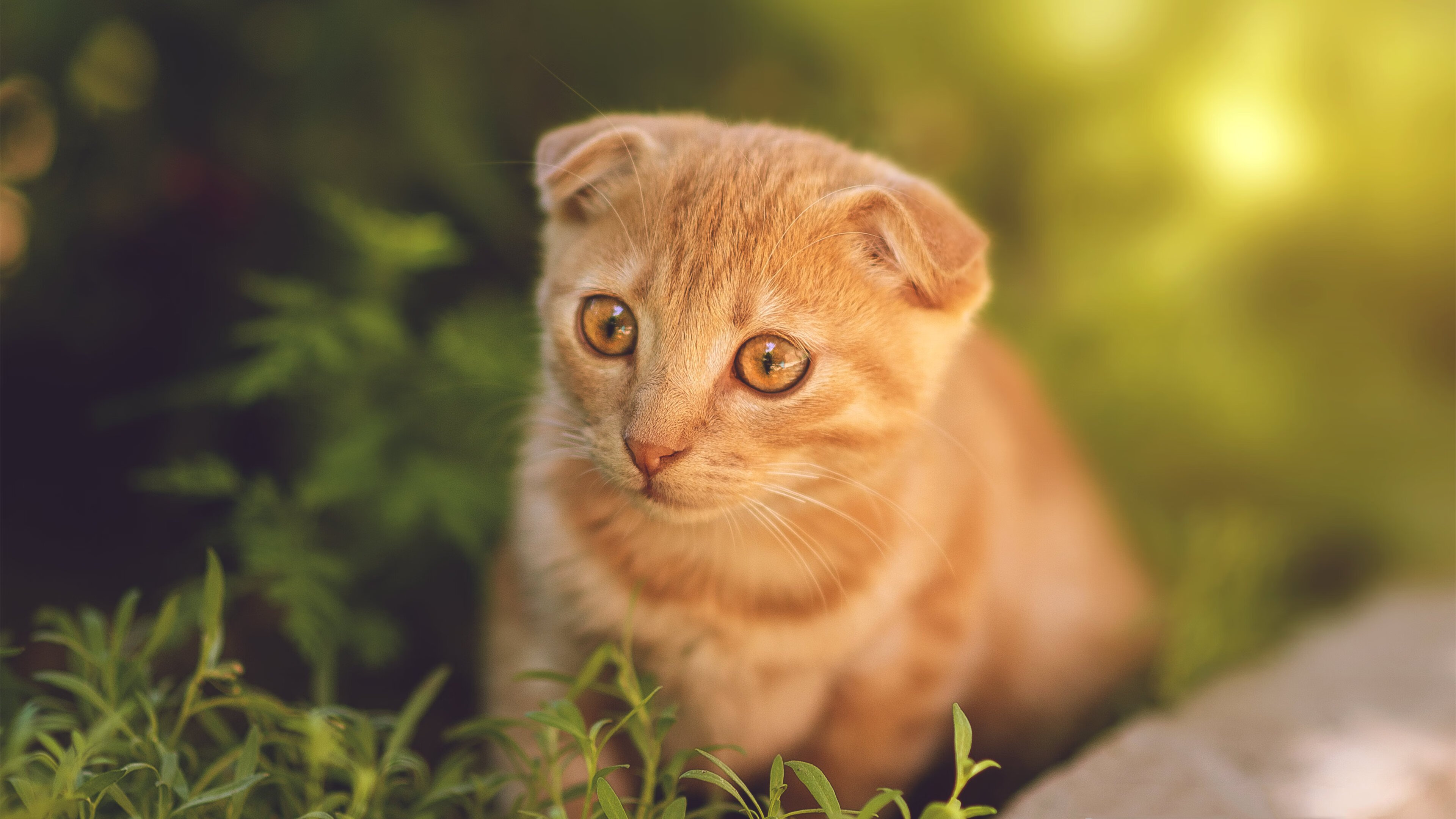 年度焦点之战，山西队狂胜步行者，篮球盛宴震撼上演