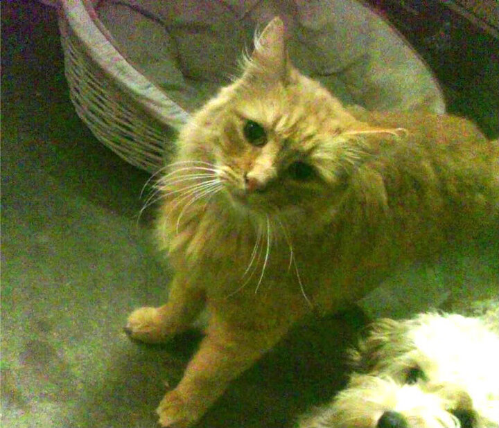 北京队一波带走尼克斯，武切维奇荣膺关键先生