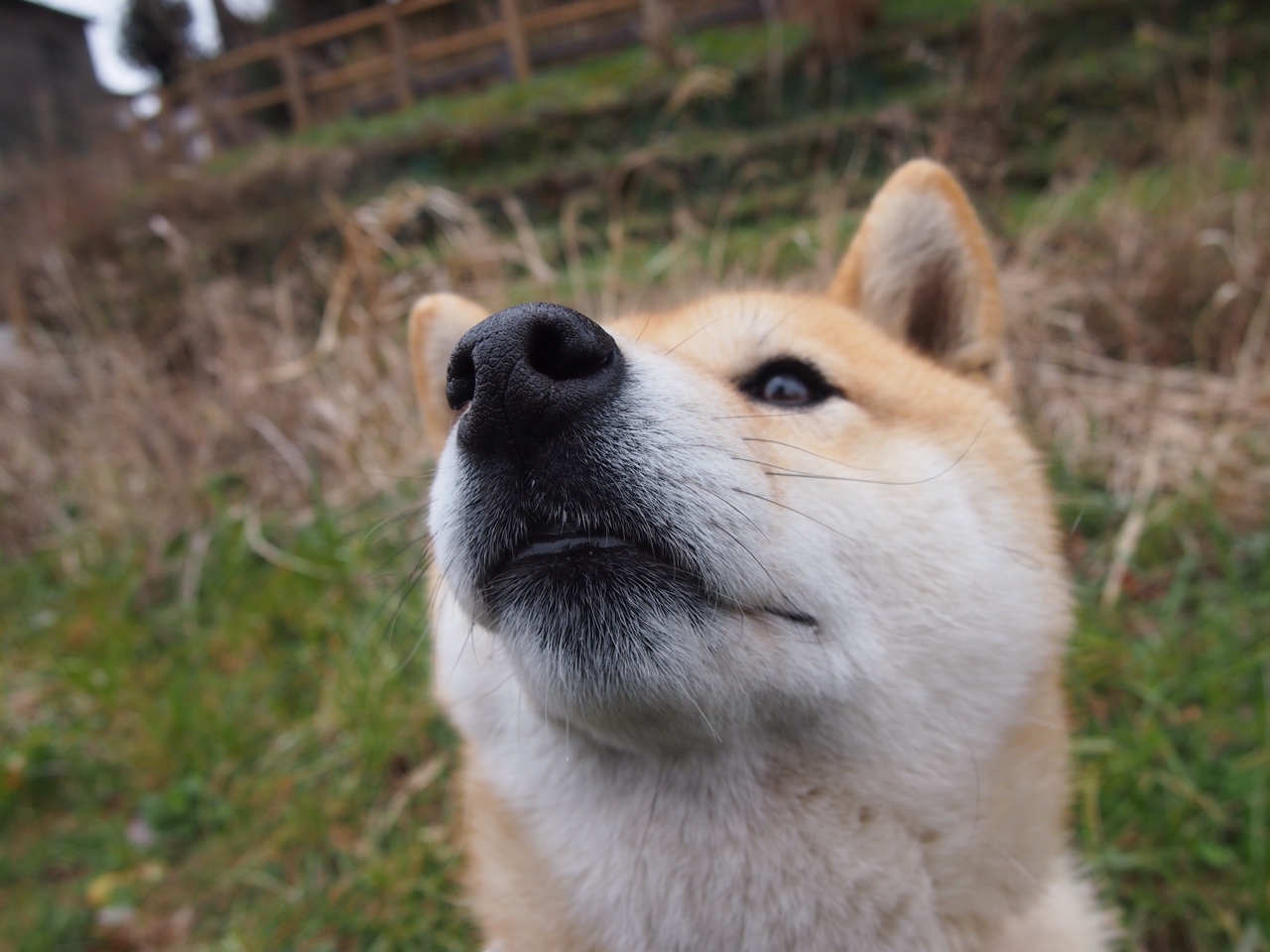 绝杀黎明,罗德里戈终场神迹,爱尔兰逆转秘鲁谱写绿茵传奇