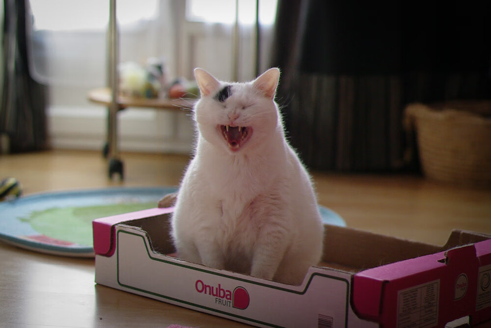 黑马碾过巨象，无名苏亚雷斯如何成为非洲之巅的终极钥匙