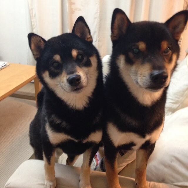 刀刃与帷幔,德国淘汰赛过关埃及,一场古典与现代的生死对弈