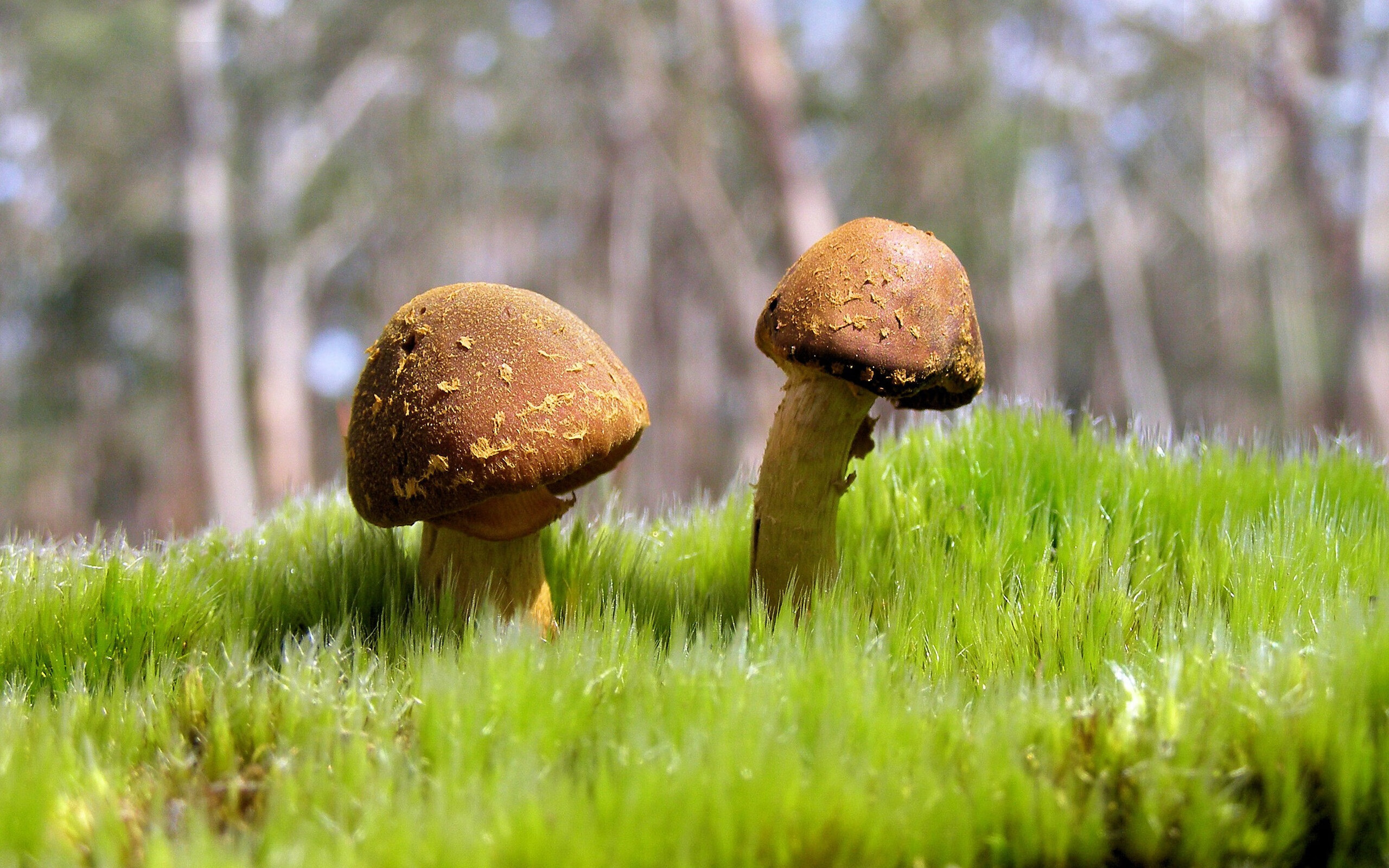 鹈鹕踏平开拓者,塔图姆关键先生闪耀NBA赛场