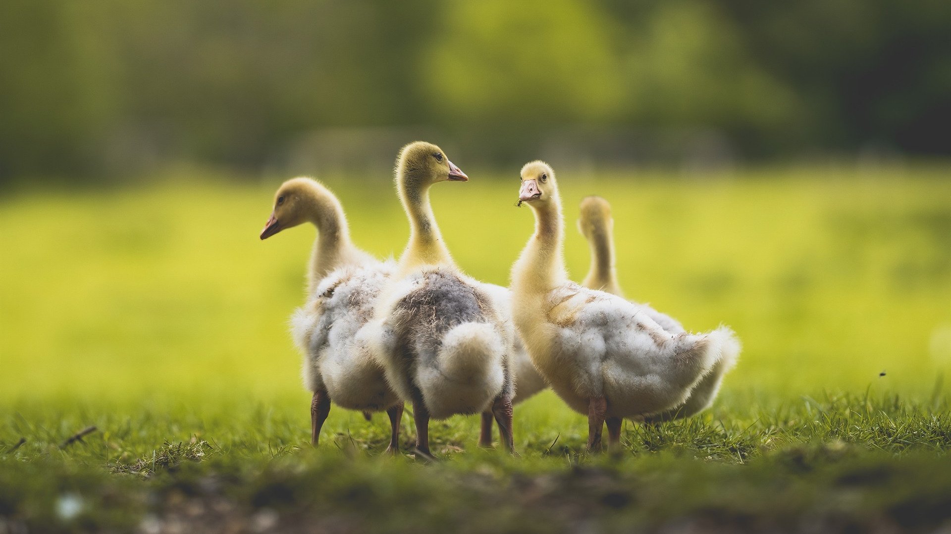 世俱杯赛程-毕尔巴鄂击溃伊拉克，罗德里戈成为逆转关键先生