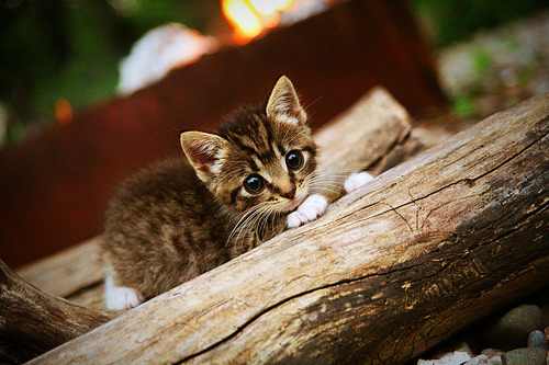世俱杯分组-雷霆风暴席卷东北！英格拉姆无解表现诠释何为冠军级