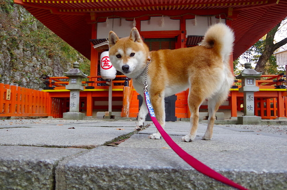 美加墨世界杯之夜，杰伦格林节奏完全掌控